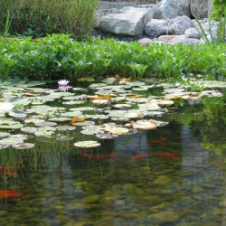 Профилактика водоёма с карпами кои, консультация. Профилактика водоёма с карпами кои, консультация.