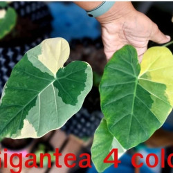  Колоказия Тропическая Gigantea 4 color ( гигантеа 4 колор)