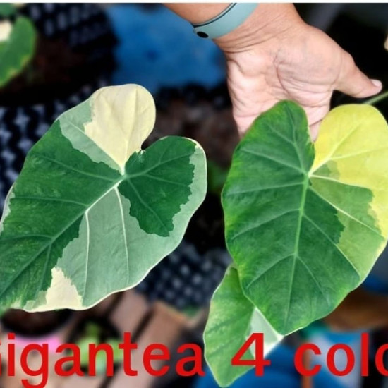  Колоказия Gigantea 4 color