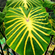  Колоказия-тропическая JADE MAGMA Жаде магма оригинал