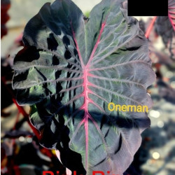 Колоказия  Pink Rino 