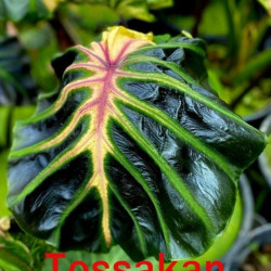 Колоказия-тропическая Tossakan (Тоссакан)