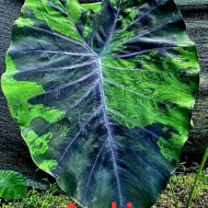 Колоказия-тропическая ANUBIS (Анубис)  100+см