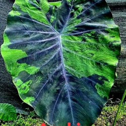 Колоказия-тропическая ANUBIS (Анубис)  100+см