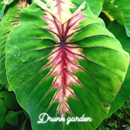 Колоказия-тропическая Angel Mask (Ангел Маск) (Маская Ангела)