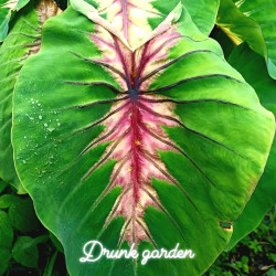 Колоказия  Angel Mask (Маская Ангела)