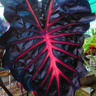 Колоказия Jubille - Ликование