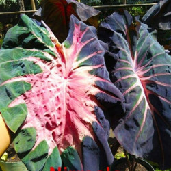 Колоказия-тропическая NIRMALA (Нирмала)  Единичный 