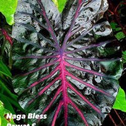 Колоказия-тропическая Naga bless (Нага Блесс)  Единичный 