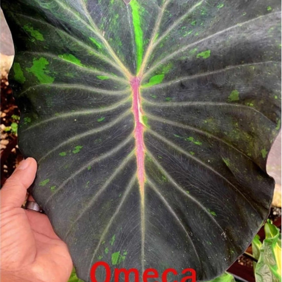 Колоказия-тропическая Omeca (Омека)
