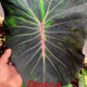 Колоказия-тропическая Omeca (Омека)