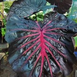 Колоказия  Secret (секрет)