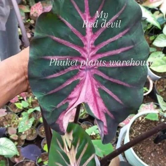 Колоказия Red devil
