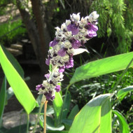 Талия припудренная  Талия припудренная