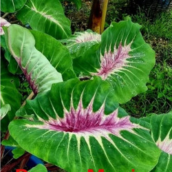 Колоказия-Тропическая Papua manis (Папуа Манис) Единичный 