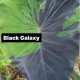 Колоказия-Тропическая BLACK GALAXY (Блэк Гелакси)