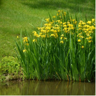 Ирис жёлтый Болотный 