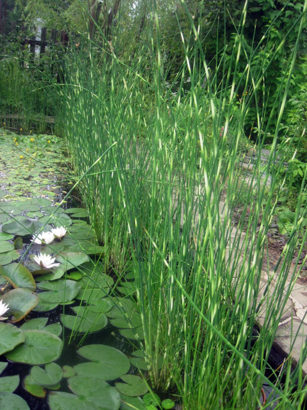 Чакан, камыш, тростник. Камыш, рогоз, рдест. Водные растения камыш. Водные растения камыш. Рогоз озерный.