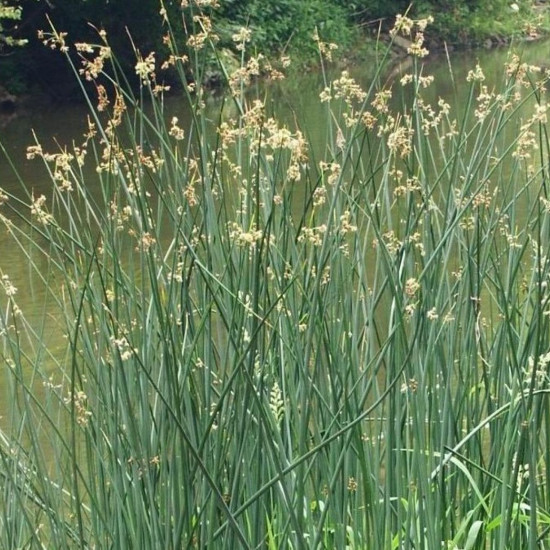 Ситник развесистый Спиралис (купить Juncus effusus Spiralis)