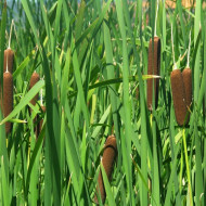 Рогоз широколистный (Typha latifolia) Рогоз широколистный (Typha latifolia)