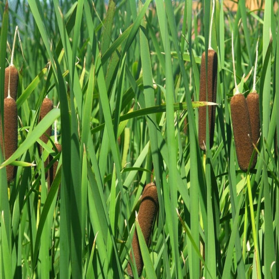 Рогоз широколистный (Typha latifolia)