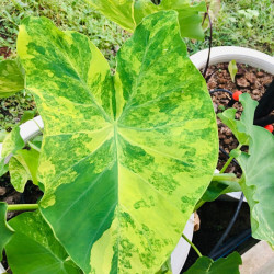 Колоказия-Тропическая (Желтая вспышка) YELLOW SPLASH