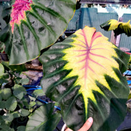 Колоказия-Тропическая Light Pillar (Лигт Пилар)