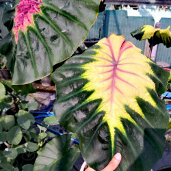 Колоказия-Тропическая Light Pillar (Лигт Пилар)