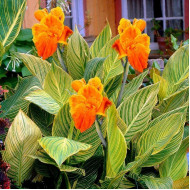 Канна Претория водная (болотная)