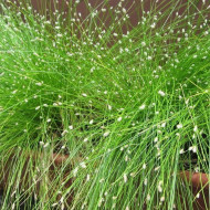 Камыш - Изолепис поникающий (брызги шампанского)