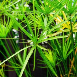  Циперус очереднолистный - (Сыть зонтичная) 40см+