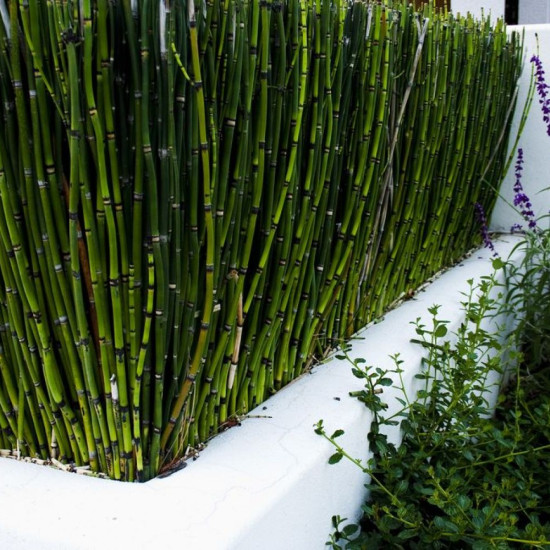 Хвощ японский (зимующий-вечно зелёный).  100 шт