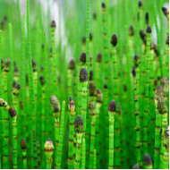 Хвощ японский (зимующий-вечно зелёный).  10 шт