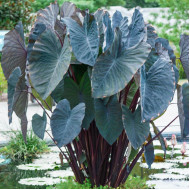 Колоказия-Тропическая Fantasya (Фантазия)