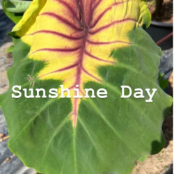 Колоказия  Sunshine Day - Солнечный день