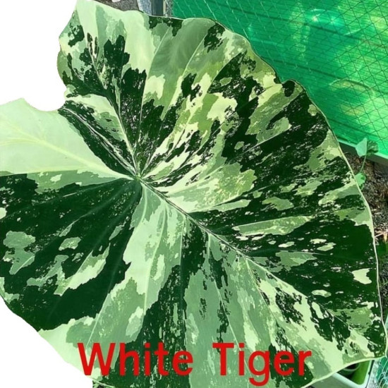 Колоказия-тропическая White Tiger (Белый Тигр) (Вайт Тигер)
