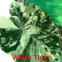 Колоказия-тропическая White Tiger (Белый Тигр) (Вайт Тигер)