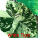 Колоказия-тропическая White Tiger (Белый Тигр) (Вайт Тигер)