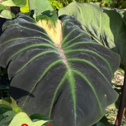 Колоказия-тропическая Sneak eyes (Снек Йес)