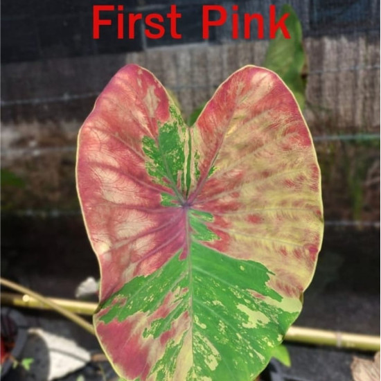 Колоказия-тропическая First pink (Первый Розовый) (Фирст Пинк)