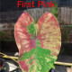 Колоказия-тропическая First pink (Первый Розовый) (Фирст Пинк)