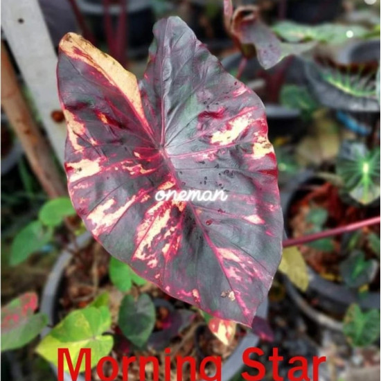 Колоказия-тропическая Morning star (Утренняя Звезда) (Морнинг Стар)