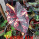 Колоказия-тропическая Morning star (Утренняя Звезда) (Морнинг Стар)