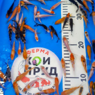 Карп Кои Микс 4-6 см 