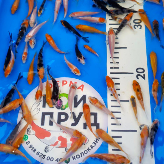 Карп Кои Микс 4-6 см 