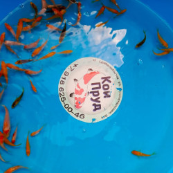 Карп Кои Микс 4-6 см 