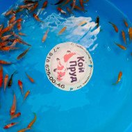 Карп Кои Микс 4-6 см 