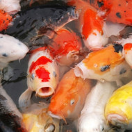 Карп Кои Микс 20-30 см