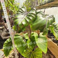 Колоказия-Тропическая Pharaoh’s Mask (Маска Фараона)