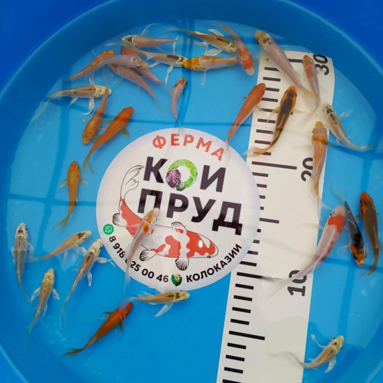 Вуалевый  Карп Кои Бабочка Микс 6-8 см 